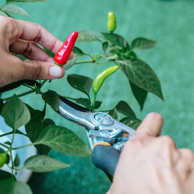 Trim, Dig, Snip: 3 Tools All Gardeners Should Own