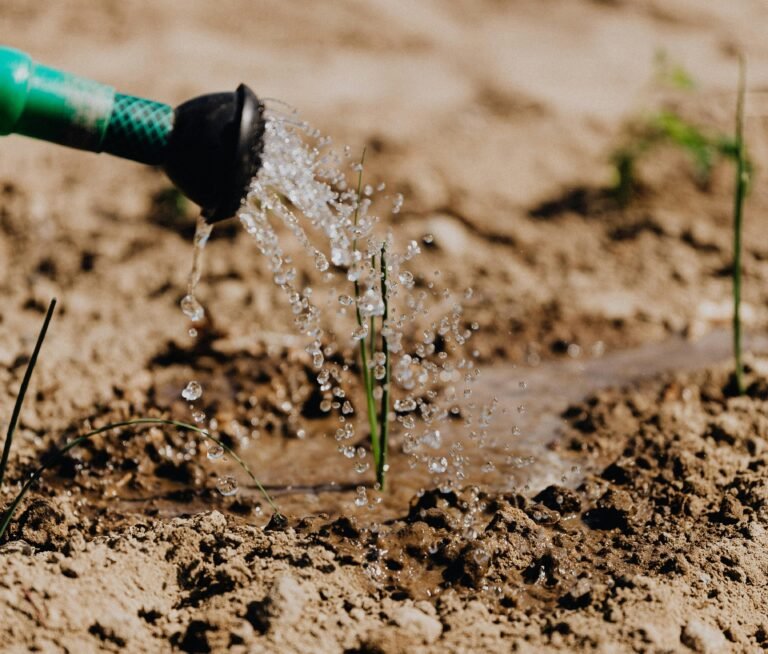 Sow and Grow: 10 Tips to Thrive as a Novice Gardener