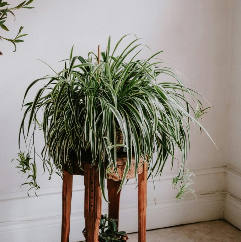 5 Easy Indoor Plants for Beginners: Because Even Your Plants Deserve a Fighting Chance